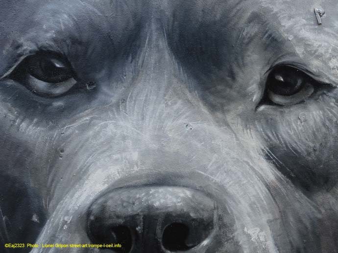 Regard de chien