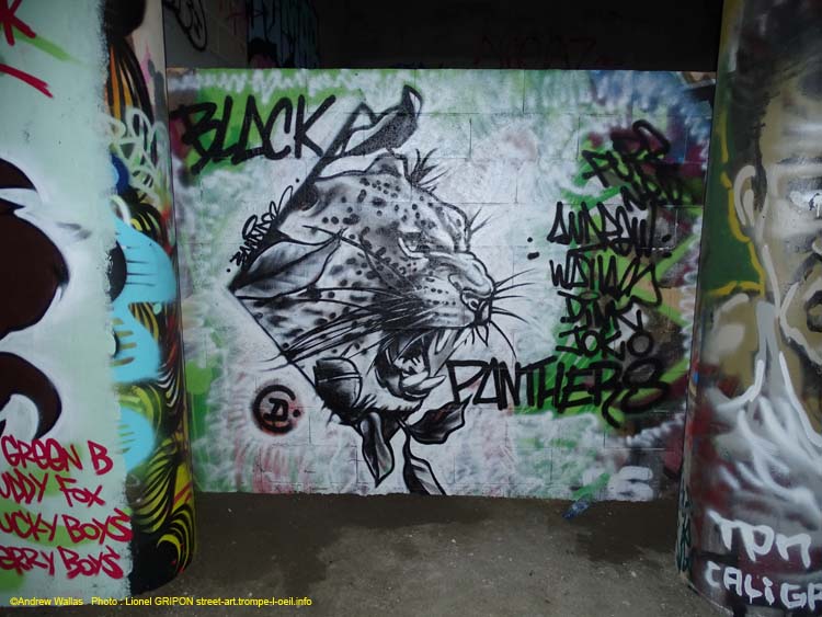 Black panther