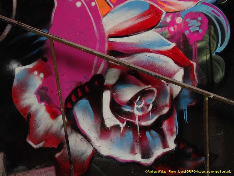 Rose et belle