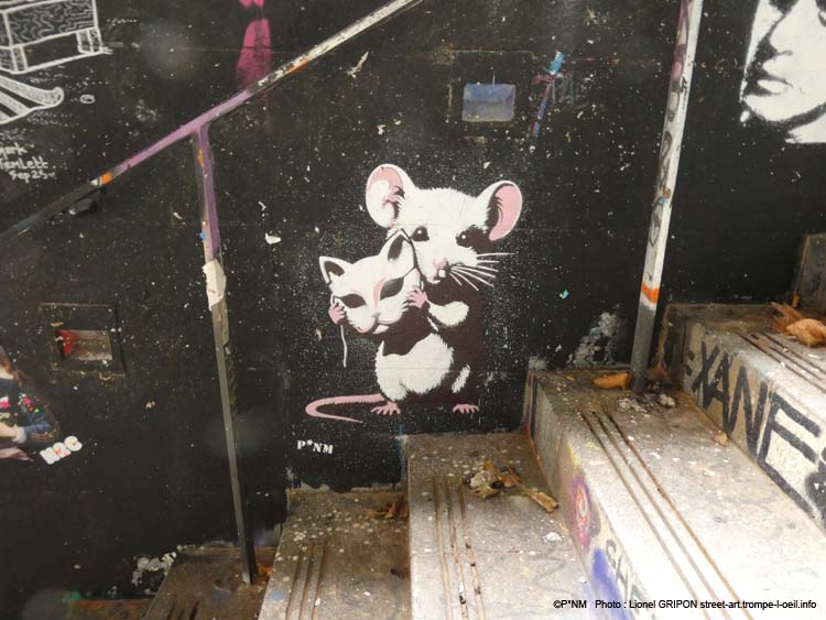 Souris chat