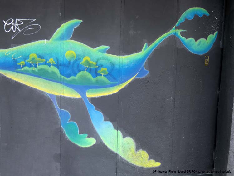 Baleine chamarrée