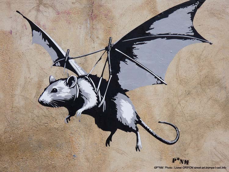 Chauve souris