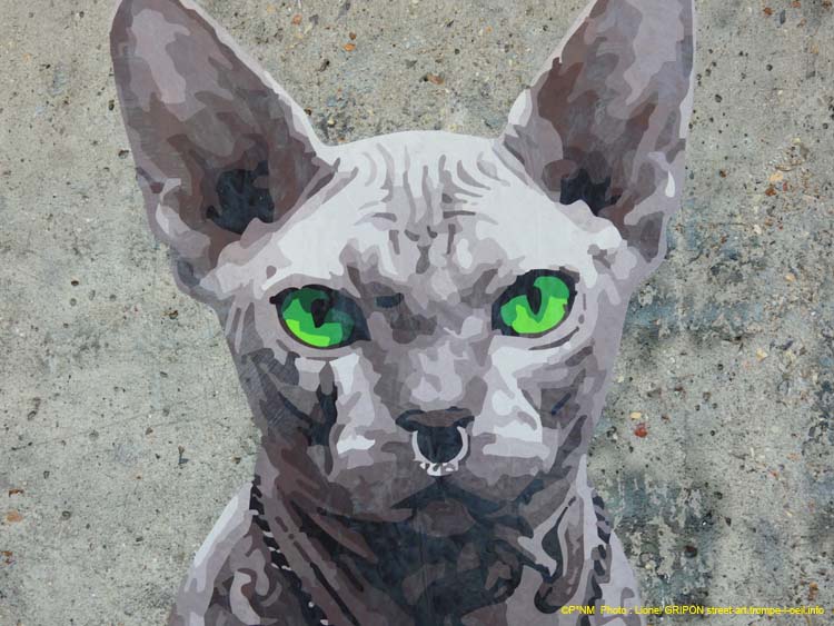 Le Chat Sphynx-04