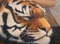 Belle et tigres