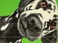 Le dalmatien