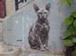 Le Chat Sphynx-02