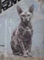 Le Chat Sphynx-02