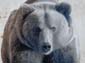Ours brun-03