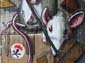 Les piliers-13 Les rats Les piliers-13 Les rats