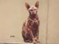 Le Chat Sphynx-03