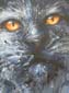 Chat noir-05