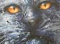 Chat noir-05