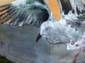 Mouette rieuse-02