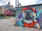 Chien graffeur-02