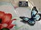 Papillons et fleurs