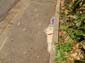Oiseau sur chien