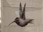 Vol de colibris