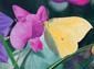Papillon butinant