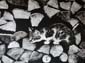 Chats nichés