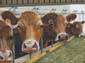 Vaches limousines