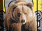 Ours brun-02