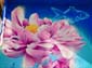 Rose et Pivoine