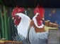 Deux poules