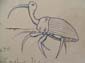 Carabus Ibis