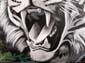 Tigre rugissant-2