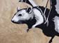 Chauve souris