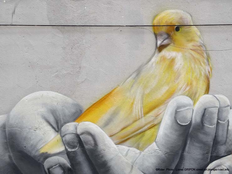 Canari
