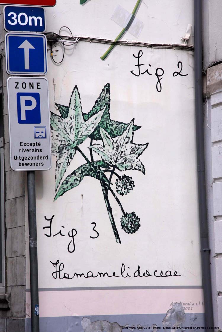 Liquidambar