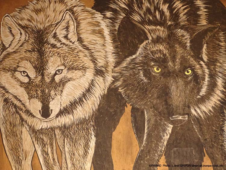 Couple de loups