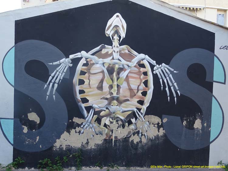 Tortue marine