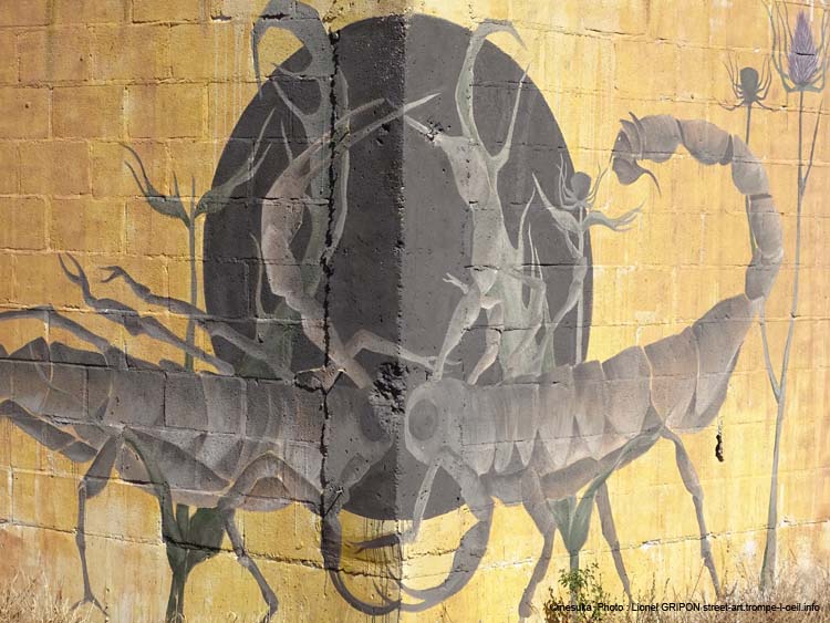 Combat de scorpions