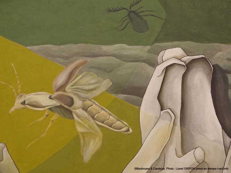 Carcasse et insectes