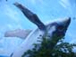 Saut de baleine