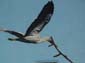 Fillette et cigogne