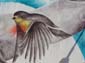Oiseaux amour