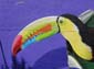 Le toucan-03