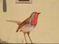 Rouge-gorge