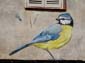Mésange bleue